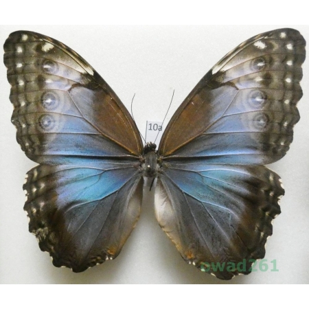 Morpho peleides Kollar, 1850 female Columbia 107mm10a